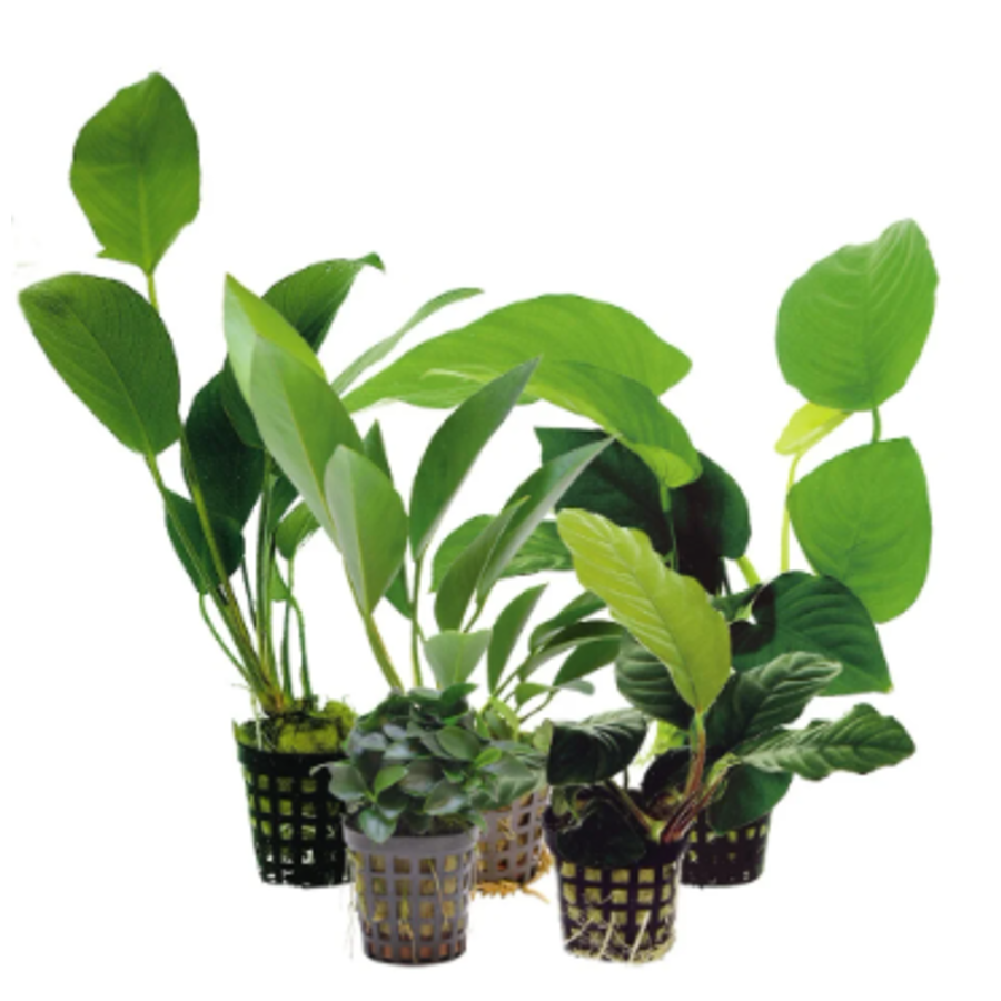 Anubias Mixed | Speerblad | in 14 cm pot