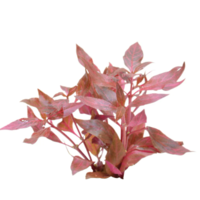 Alternanthera Cardinalis Variegata in vitro cup