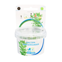 Bacopa Amplexicaulis | Grofbladige bacopa | in vitro cup