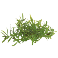 Ludwigia Arcuata | Smalbladige Ludwigia | in vitro cup