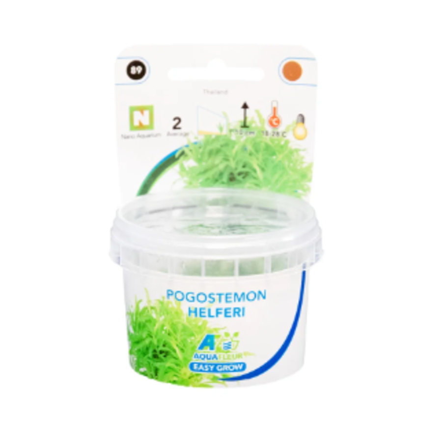 Pogostemon Helferi | Thai waterkastanje | in vitro cup