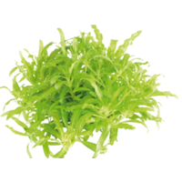 Pogostemon Helferi | Thai waterkastanje | in vitro cup