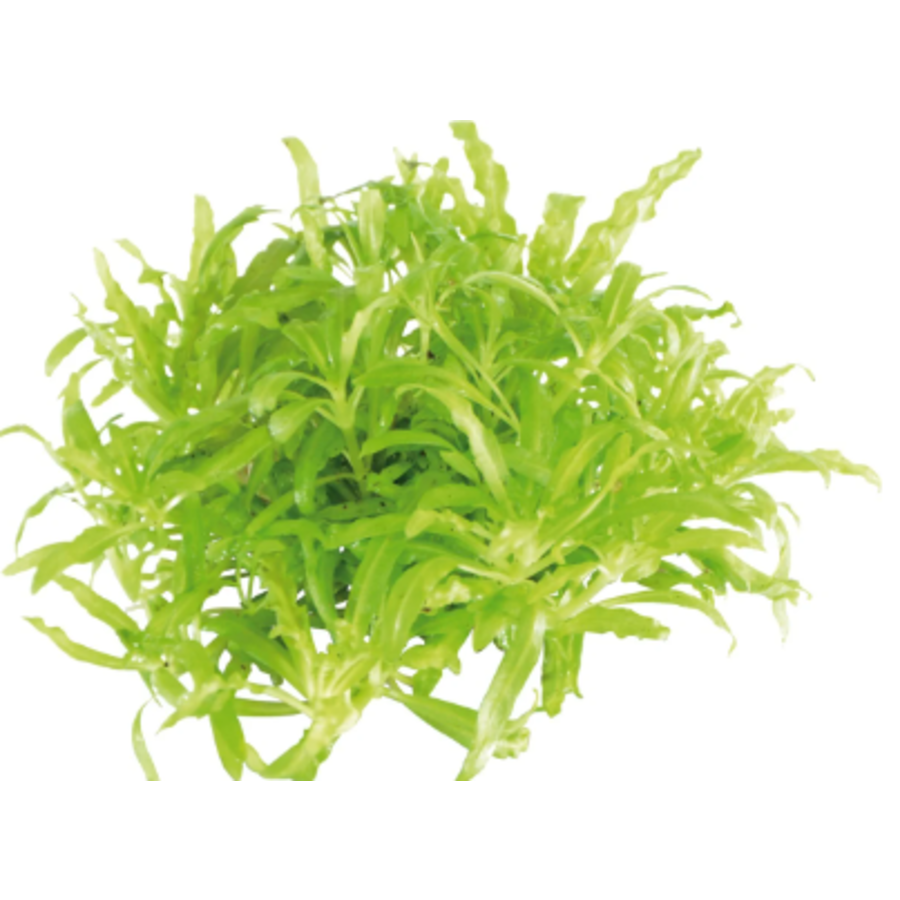 Pogostemon Helferi | Thai waterkastanje | in vitro cup