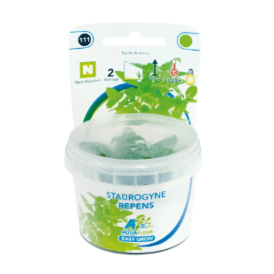 Staurogyne Repens in vitro cup