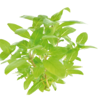 Staurogyne Repens in vitro cup