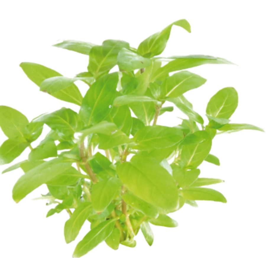 Staurogyne Repens in vitro cup