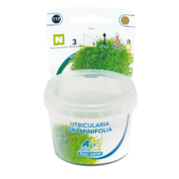 Utricularia Graminifolia in vitro cup