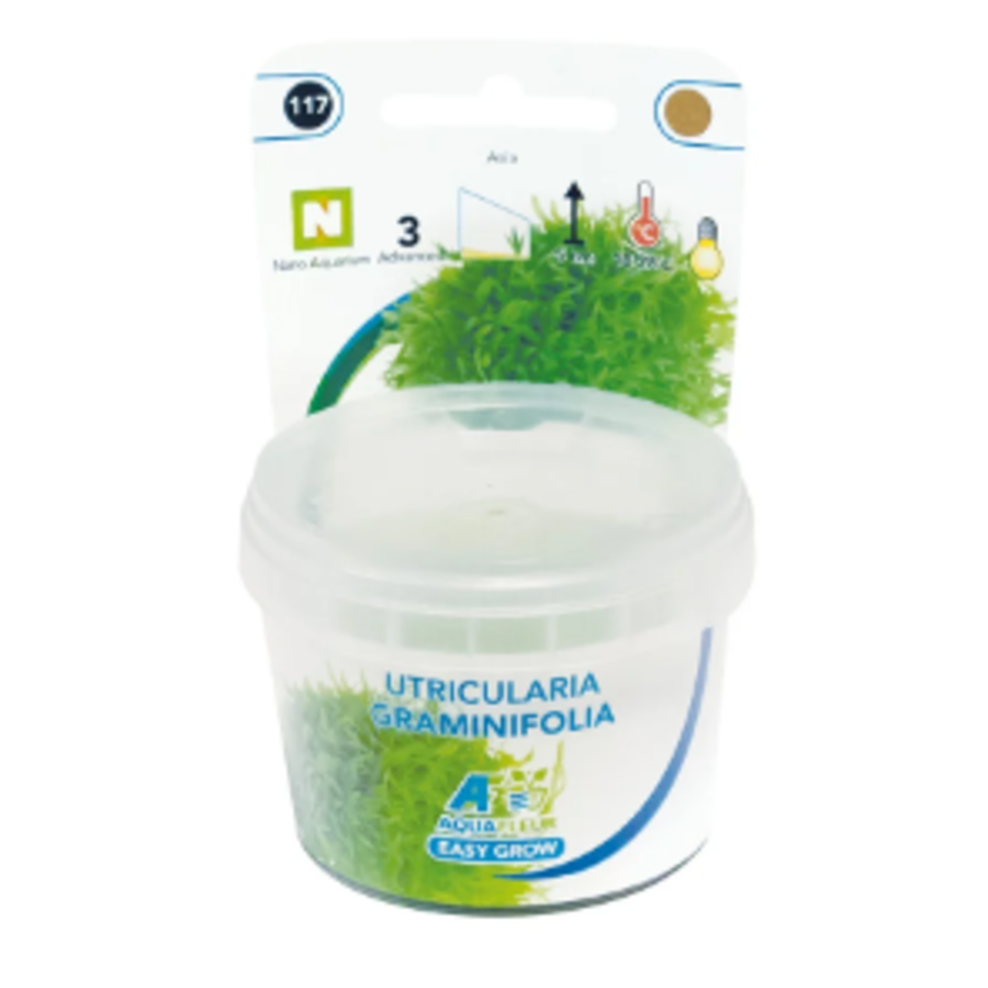 Utricularia Graminifolia in vitro cup