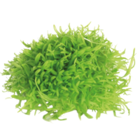 Utricularia Graminifolia in vitro cup