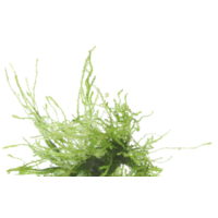 Vesicularia Ferriei | Treurmos | in vitro cup
