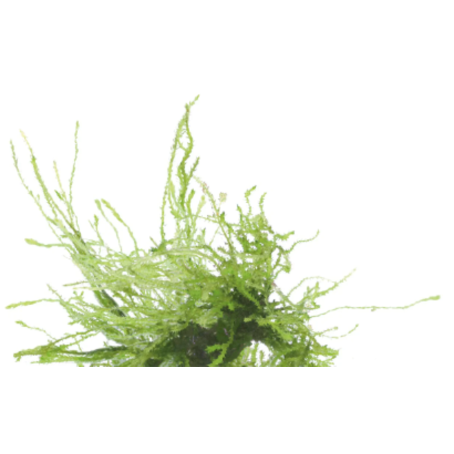 Vesicularia Ferriei | Treurmos | in vitro cup
