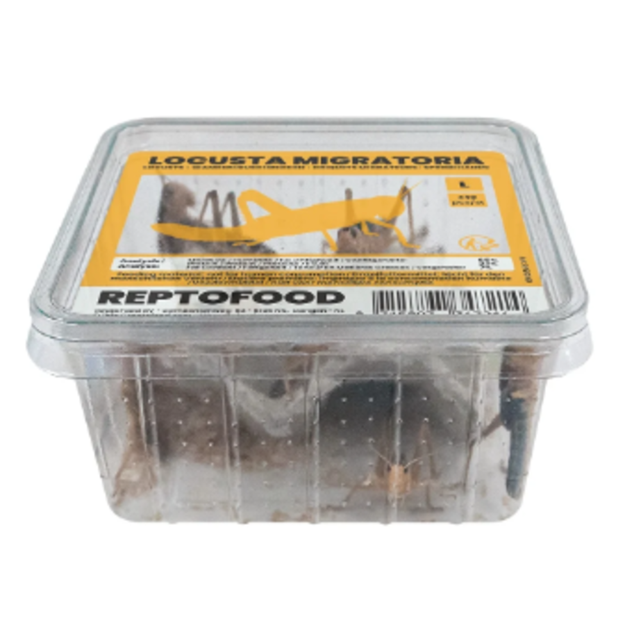 Repto Food Levende Sprinkhanen in Bakje | levend voer voor reptielen, vogels en amfibieën