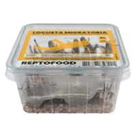 Repto Food Levende Sprinkhanen in Bakje | levend voer voor reptielen, vogels en amfibieën