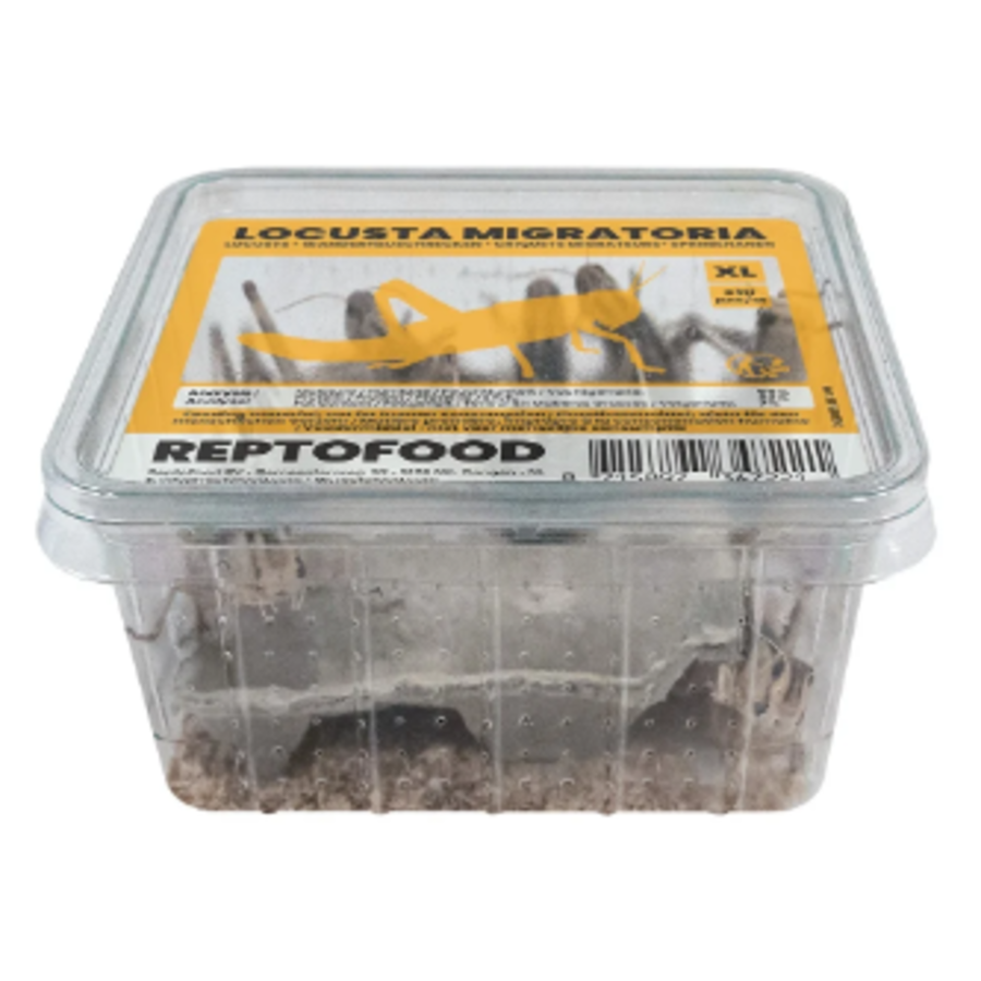 Repto Food Levende Sprinkhanen in Bakje | levend voer voor reptielen, vogels en amfibieën