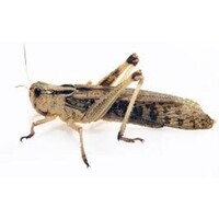 Levende Sprinkhanen Bulkverpakking 100 stuks | Voedselinsecten voor reptielen en vogels