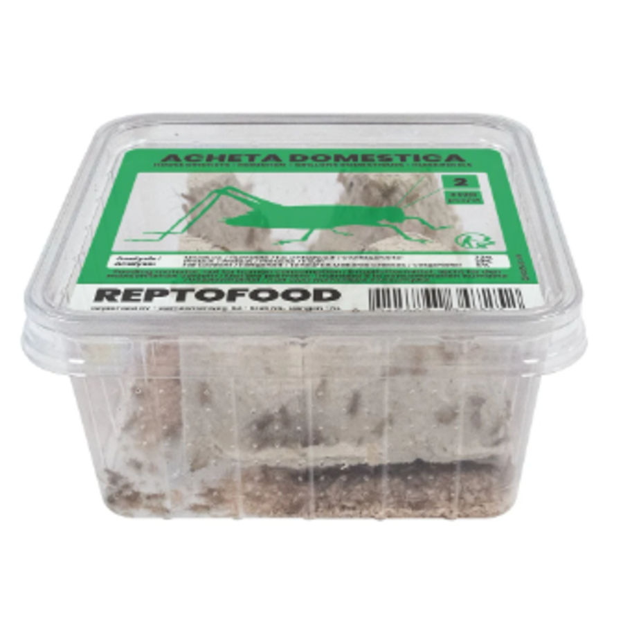 Levende Huiskrekels in Bakje | Voedingsrijk Insectenvoer