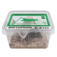 Levende Huiskrekels in Bakje | Voedingsrijk Insectenvoer