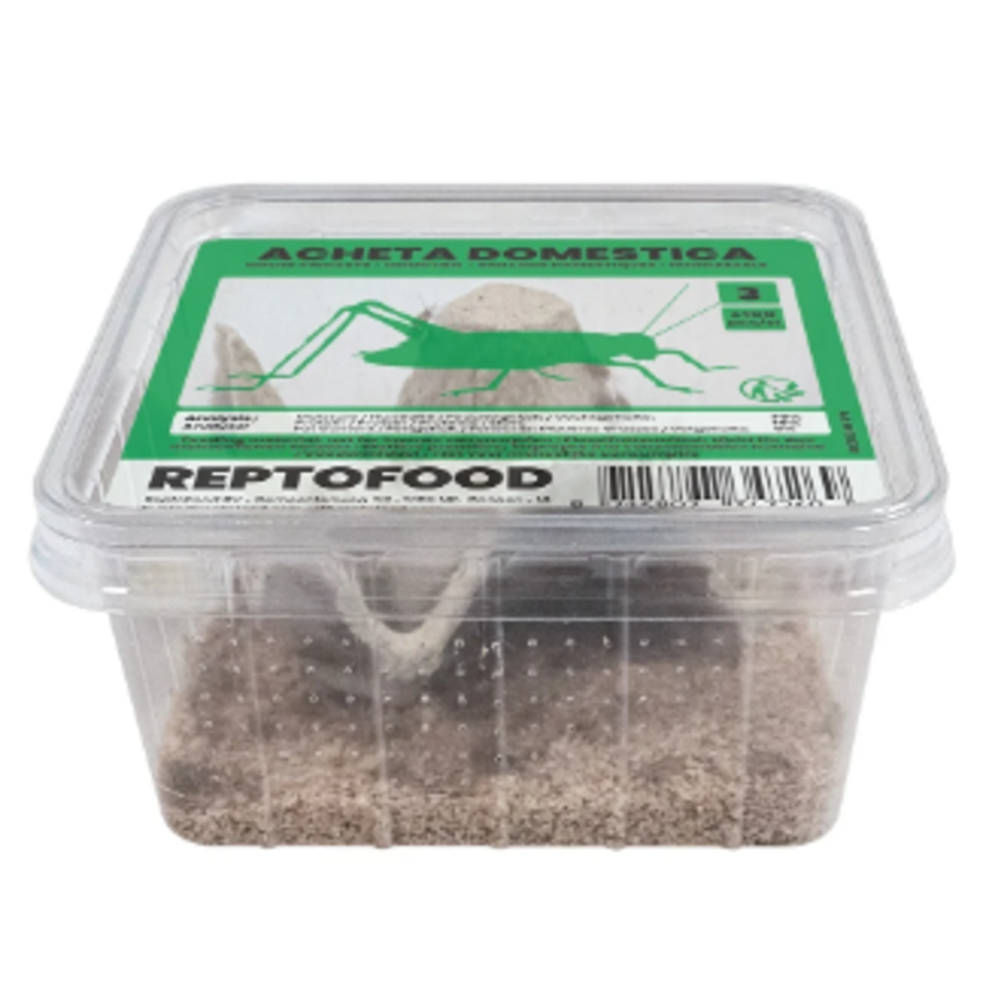 Levende Huiskrekels in Bakje | Voedingsrijk Insectenvoer