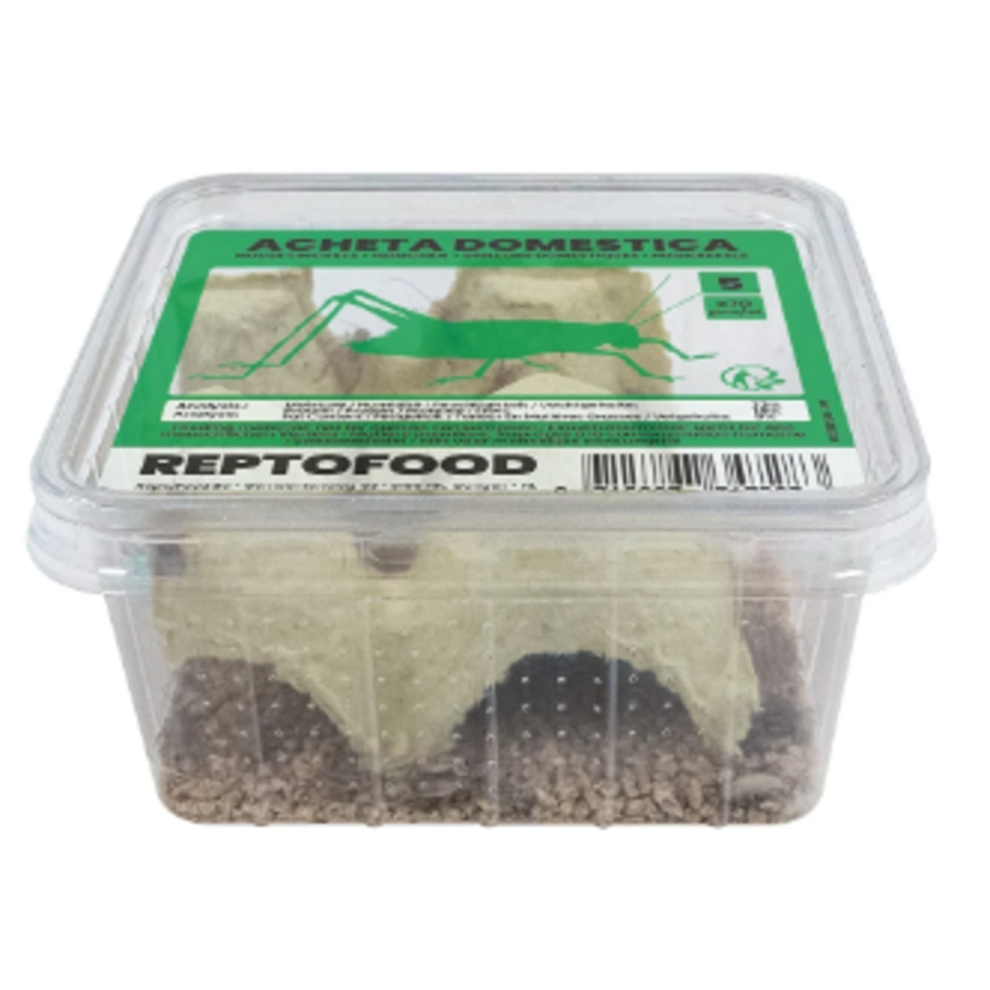 Levende Huiskrekels in Bakje | Voedingsrijk Insectenvoer