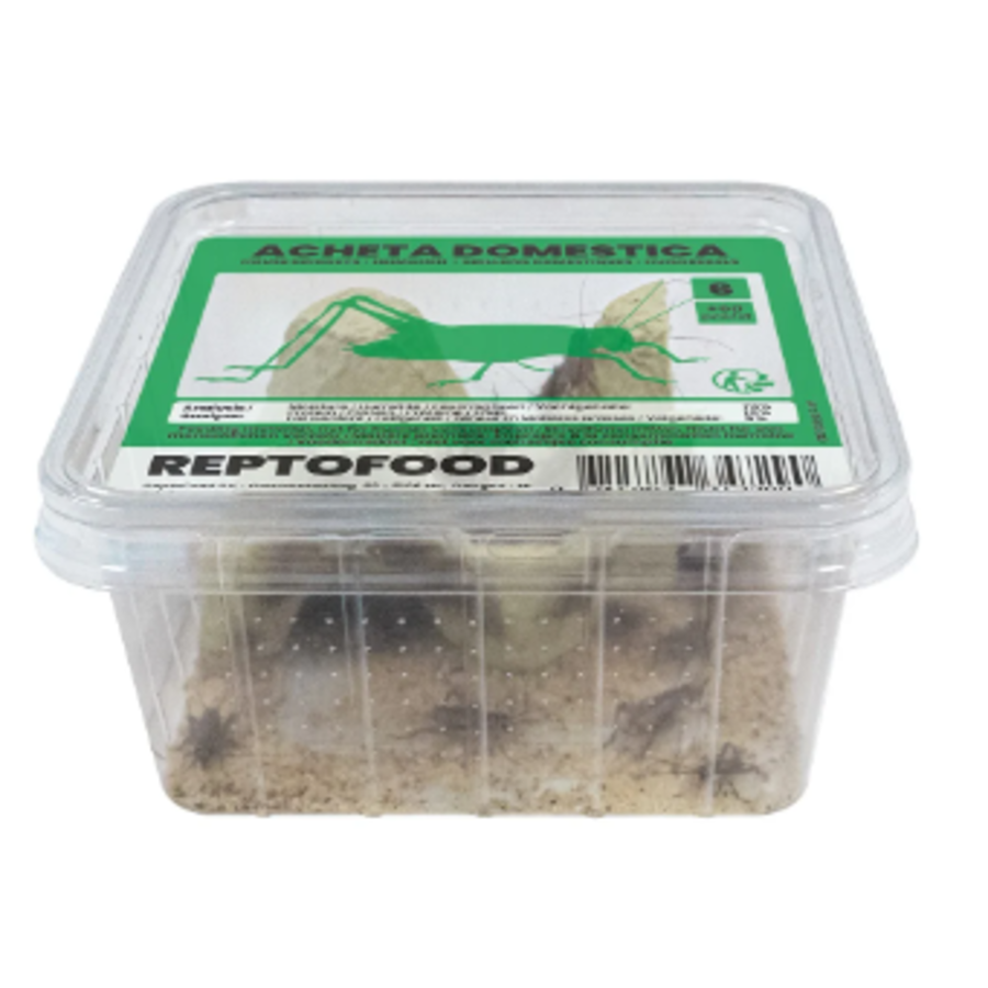 Levende Huiskrekels in Bakje | Voedingsrijk Insectenvoer