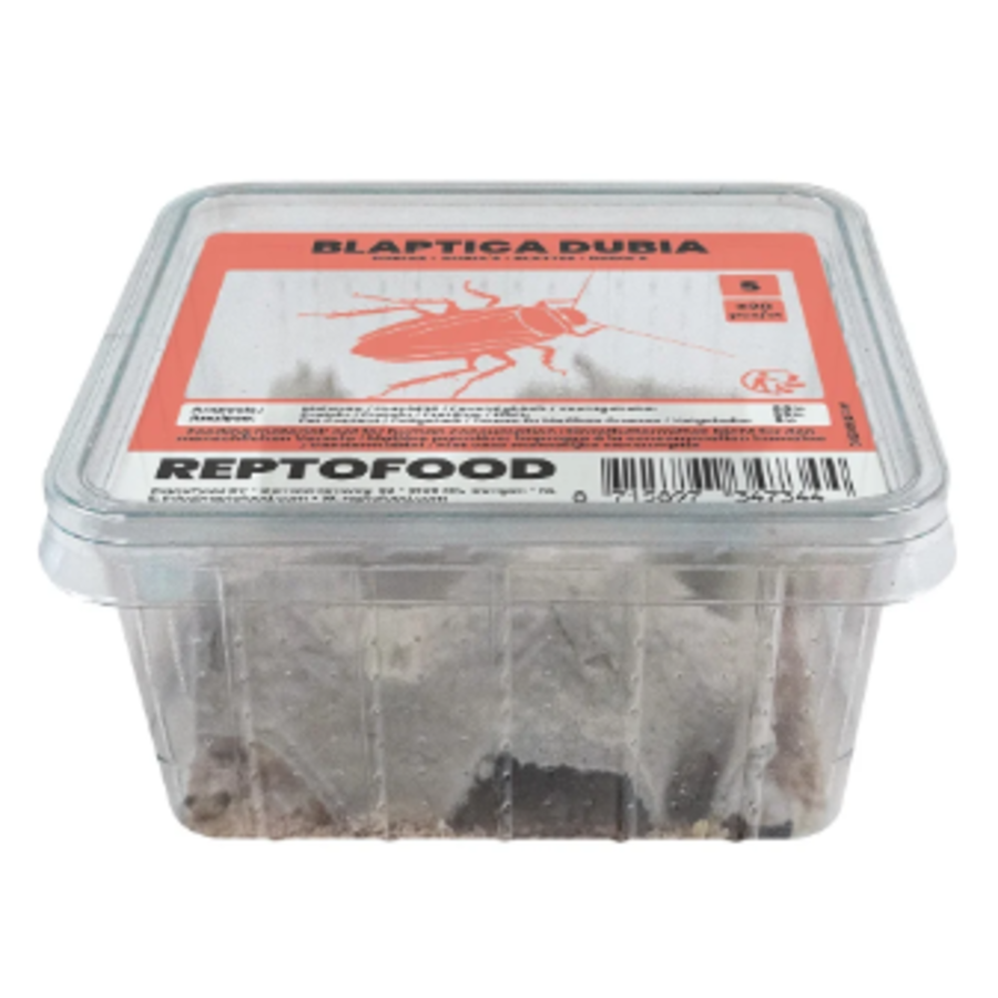 Levende Dubia kakkerlakken | Blaptica dubia | voedseldieren box