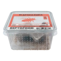 Levende Dubia kakkerlakken | Blaptica dubia | voedseldieren box