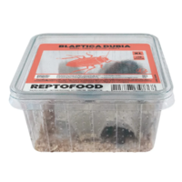 Levende Dubia kakkerlakken | Blaptica dubia | voedseldieren box