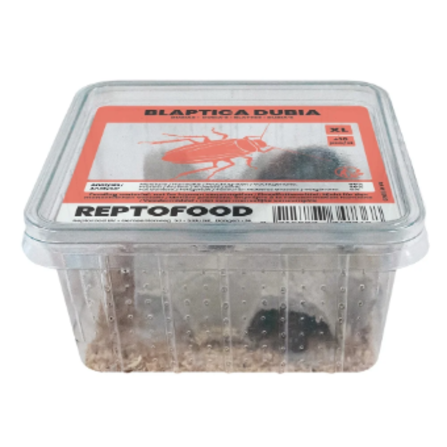 Levende Dubia kakkerlakken | Blaptica dubia | voedseldieren box