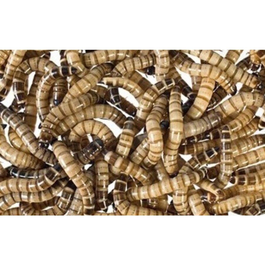 Levende moriowormen | 50 g bakje of 1 kg zak | levend voer en aas