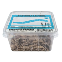 Levende moriowormen | 50 g bakje of 1 kg zak | levend voer en aas