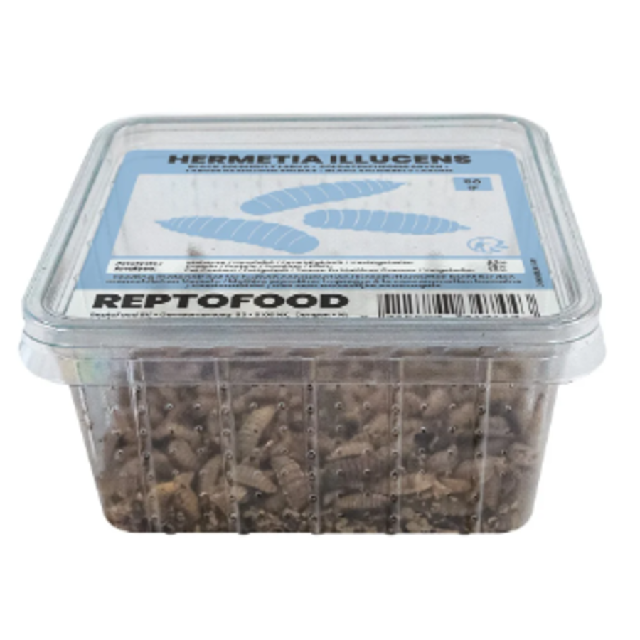 Levende Black Soldier Fly larven | 50 g of 1 kg | voedzaam levend reptielenvoer