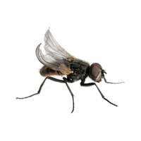 Levende krulvliegen | niet-vliegende terrariumvliegen | 500 ml kweek