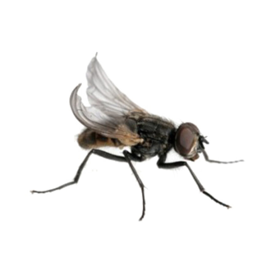 Levende krulvliegen | niet-vliegende terrariumvliegen | 500 ml kweek