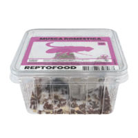 Levende krulvliegen | niet-vliegende terrariumvliegen | 500 ml kweek