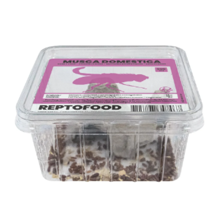 Levende krulvliegen | niet-vliegende terrariumvliegen | 500 ml kweek