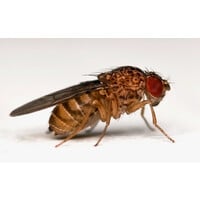 Levende fruitvliegjes voedseldieren voor reptielen en amfibieën | klein of groot