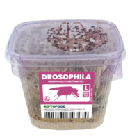 Levende fruitvliegjes voedseldieren voor reptielen en amfibieën | klein of groot
