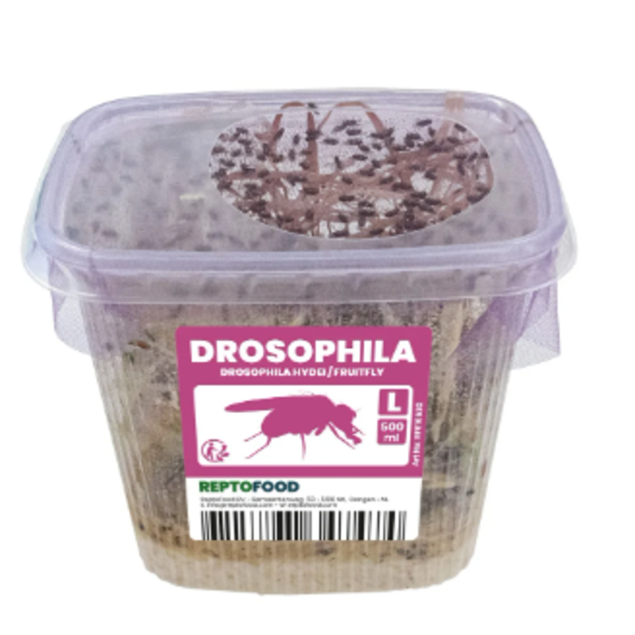 Levende fruitvliegjes voedseldieren voor reptielen en amfibieën | klein of groot