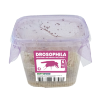 Levende fruitvliegjes voedseldieren voor reptielen en amfibieën | klein of groot