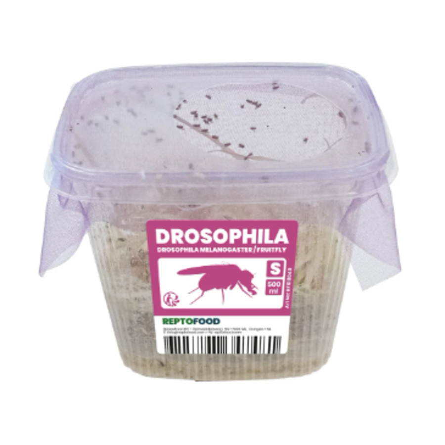 Levende fruitvliegjes voedseldieren voor reptielen en amfibieën | klein of groot
