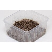Levende Springstaartjes Box