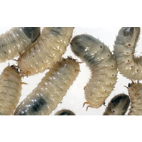 Levende Dola’s (Pachnoda marginata) in bakje | 10 stuks