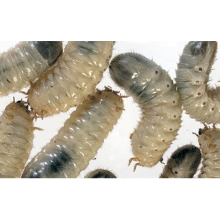 Levende Dola’s (Pachnoda marginata) in bakje | 10 stuks