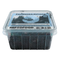 Levende Dola’s (Pachnoda marginata) in bakje | 10 stuks