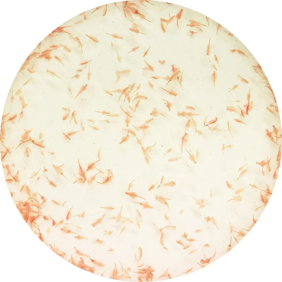 Artemia levend 90ML
