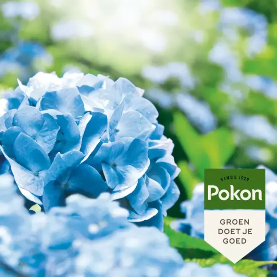 Hortensia blauwmaker 500 gram voor blauwe hortensia’s