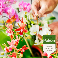 Biologische orchidee voeding 250 ml en 500 ml voor groei en bloei