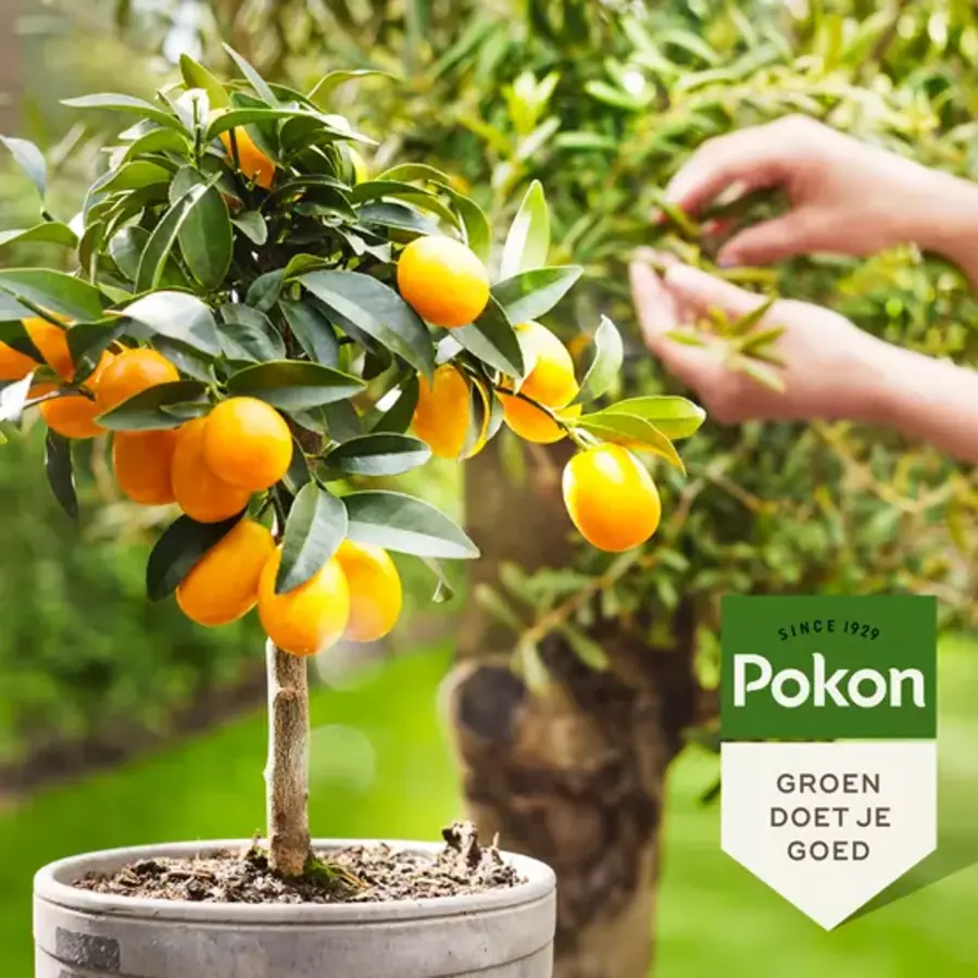 Bio mediterrane plantenvoeding voor sterke groei en bloei