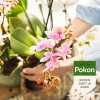 Orchidee Voedingsstaafjes 24 stuks