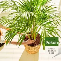 Palm Voeding 250ML